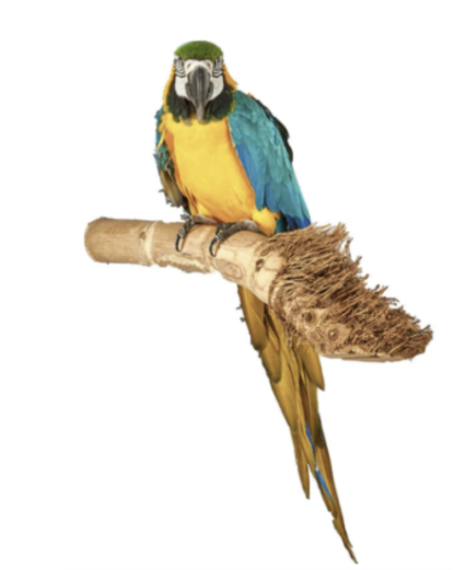 Adventure Bound Natural Bamboo Parrot Perch - Medium